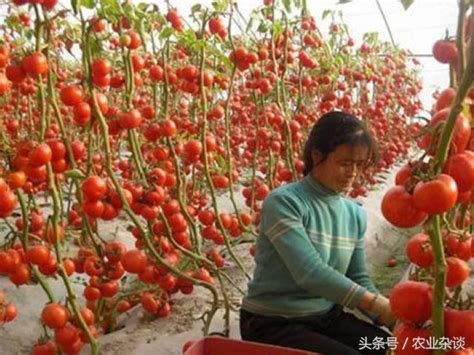 液肥多久澆一次|液肥多久澆一次？花草與蔬菜生長祕訣完整教學 